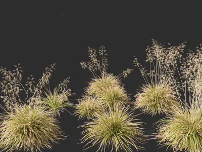 Deschampsia cespitosa Northern Lights - Tufted Hair Grass 01 3D model