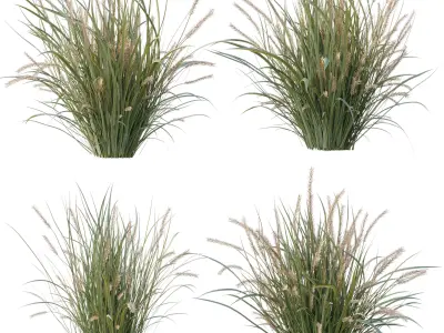  Pampas Bush and Wheat Grass - Bush Set 09 3D model