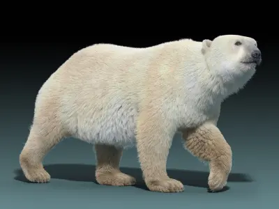  Polar Bear(FUR)(ANIMATED) 