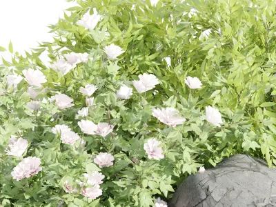 garden plants collection vol 57-Blender 3D model