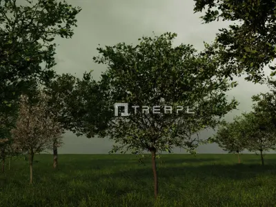 14X Apple tree - Including spring blossom 3D model