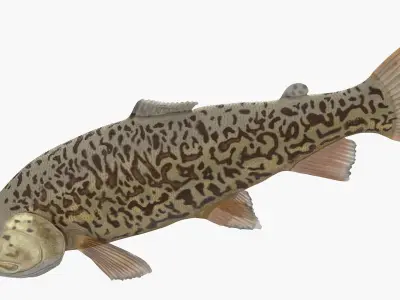  Tiger Trout Fish Lying Position 