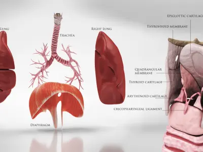 Human Lungs with Diaphragm Anatomy 3D model