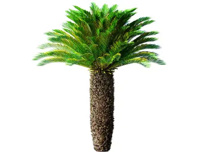 Ornamental Evergreen Palm Tree exotic tropical 3D model