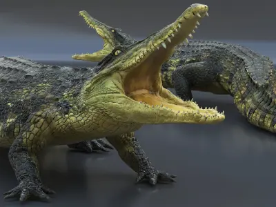  Crocodile with Open Mouth 