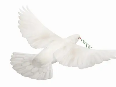  Dove (Animated) 