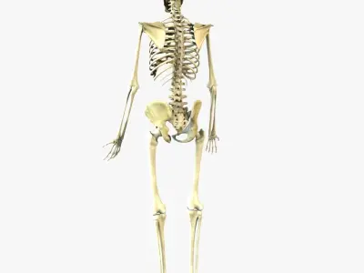 Human Skeleton Full Body 3D model