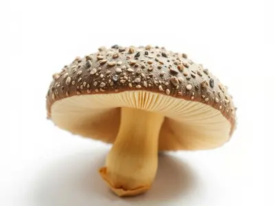 Suillus Granulatus Mushroom Detailed Model Pack Low-poly 3D model