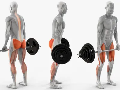  Anatomy Male Muscular System Deadlift 