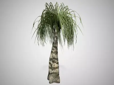 Ponytail Palm Tree Low-poly 3D model