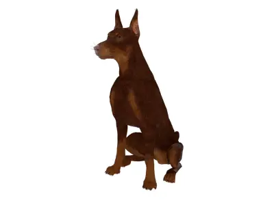  Doberman Dog Brown Sits Fur for Maya 