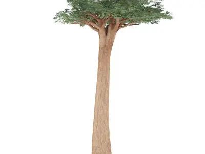 Baobab Tree 3D model