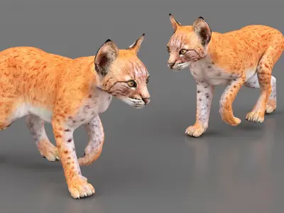  Lynx Cub in Walking Pose for 3D Print 