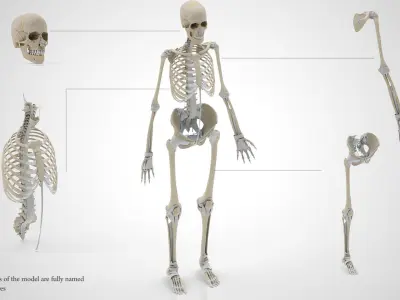 Human Skeleton with Ligaments 3D model