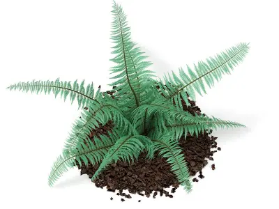 Fern Dicksonia antarctica 3D model