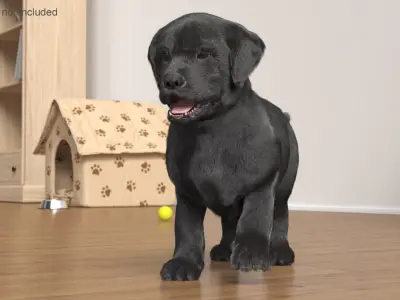  Labrador Puppy Leisurely Walk Fur Animated Rigged 
