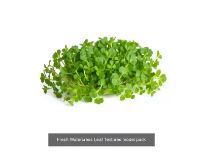 Realistic Vegetable Models Pack