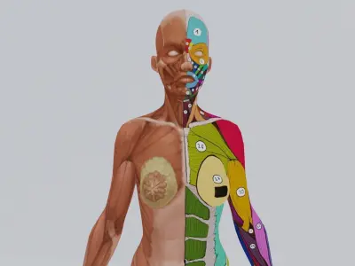 Female Anatomy 3D model