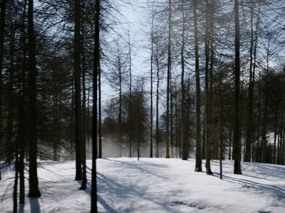 Winter Forest Sunset Scene Low-poly 3D model