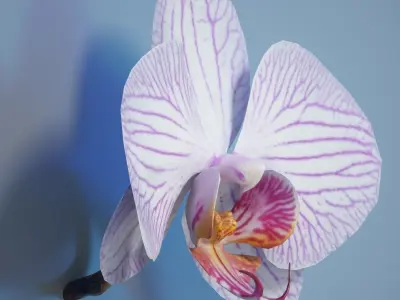 6 Orchids Flowers Low-poly 3D model