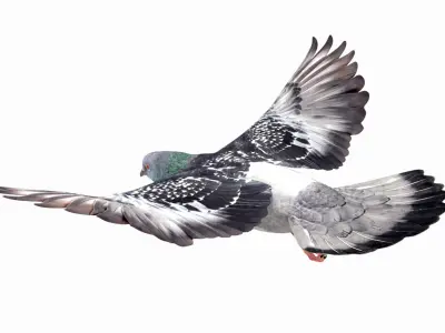  Pigeon Flying (Animated) 