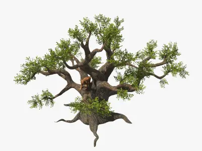  Puma Cub on Ancient Twisted Tree Fur 