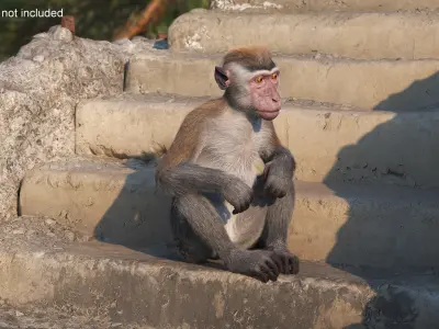  Standing Rhesus Macaque Monkey Gray Fur Rigged 