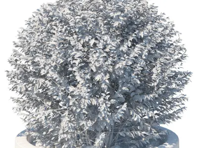 Street bushes in pots VIII 3D model