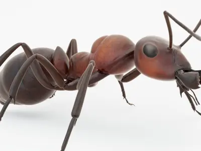  Animated Ant 