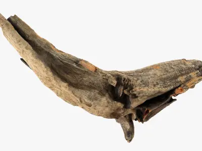  Tree Trunk Piece Collection 