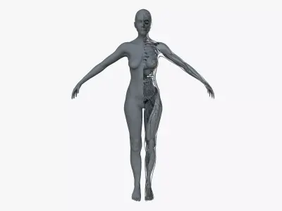 Ultimate Female Anatomy Project 3D model
