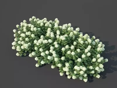 Hydrangea arborescens Nr2 - Customizable 3D model