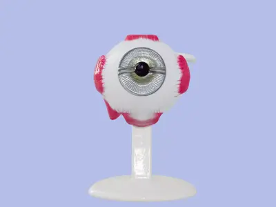 3D Eye Anatomy and Microanatomy Model 3D print model