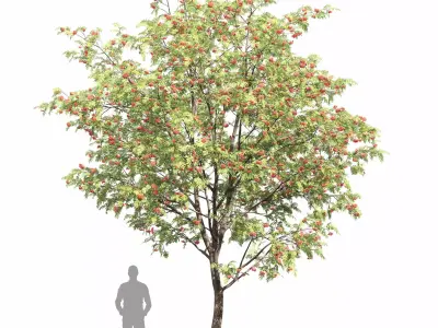 Sorbus 02 3D model