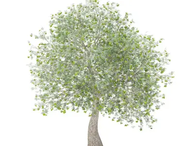 Olive Tree with Fruits 3D model