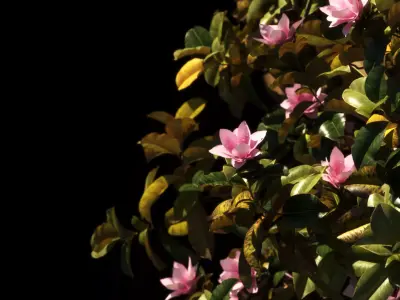 Magnolia L 4 models 3D model