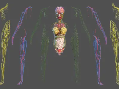  Complete Full Body Kid Girl Anatomy Fur 