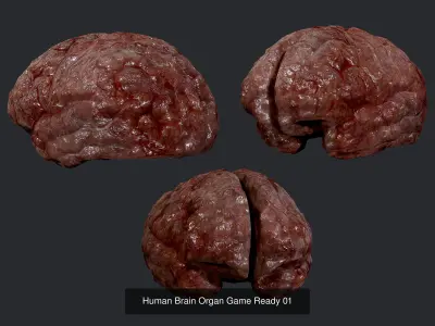5 Brain Human Organ Game Ready 3D Model Pack