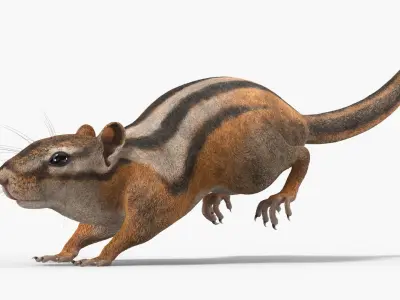  Tree-Dwelling Chipmunk Rigged for Maya 