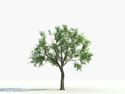  big tree grow Animation 