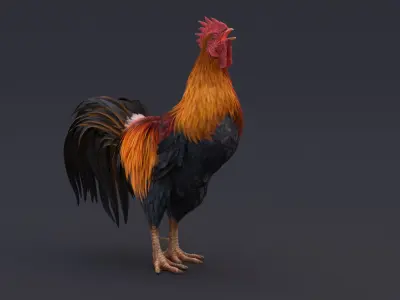  Rooster Animated 