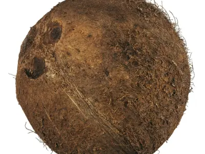 4k scanned coconut 02 3D model