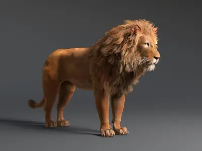  Lion with Fur Rig Animated 