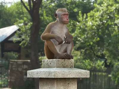  Brown Macaque Sitting on Stone Lantern Fur for Cinema 4D 