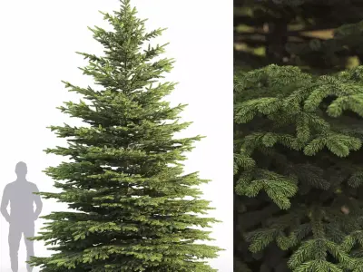 Picea Pungens 09 3D model