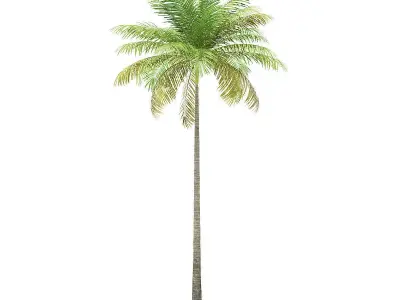 Bottle Palm Tree 3D Model 8m 3D model