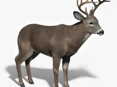  White Tailed Deer(FUR)(ANIMATED) 