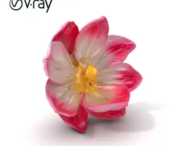 Shimmering Blossom With Panchromatic Petals model pack Low-poly 3D model