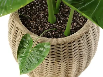 Elephant ear caladium in pots 3D model