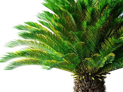 Ornamental Evergreen Palm Tree exotic tropical 3D model